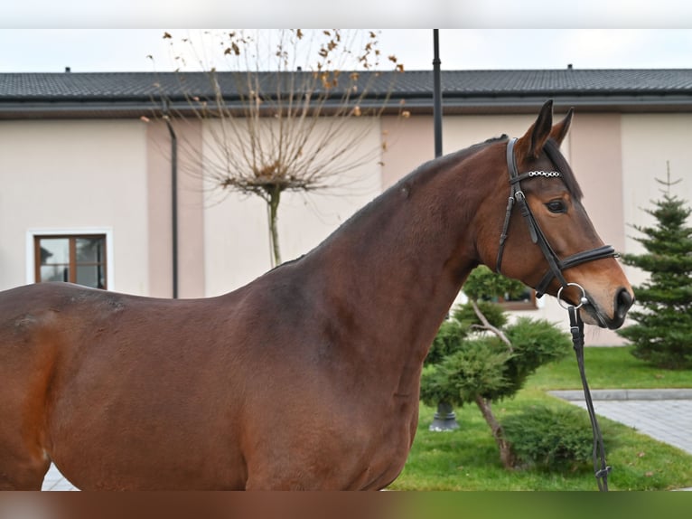 Demi-sang polonais Jument 6 Ans 162 cm Bai in Jeżów