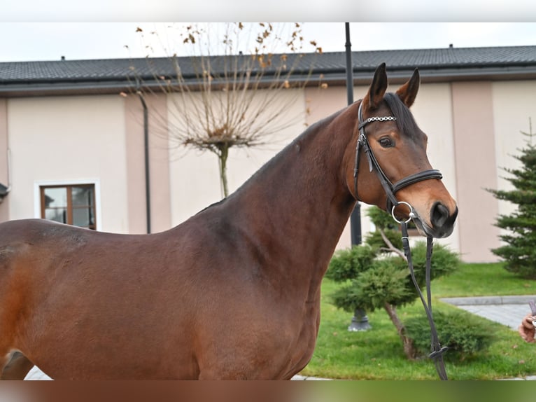 Demi-sang polonais Jument 6 Ans 162 cm Bai in Jeżów