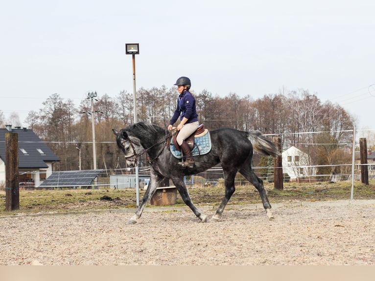 Demi-sang polonais Jument 6 Ans 162 cm Gris in Imielin