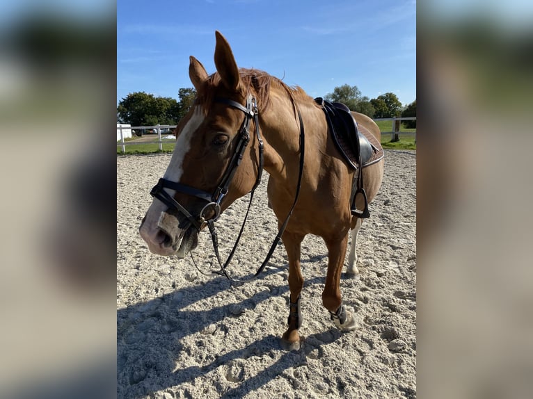 Demi-sang polonais Jument 6 Ans 163 cm Alezan in Bezrzecze