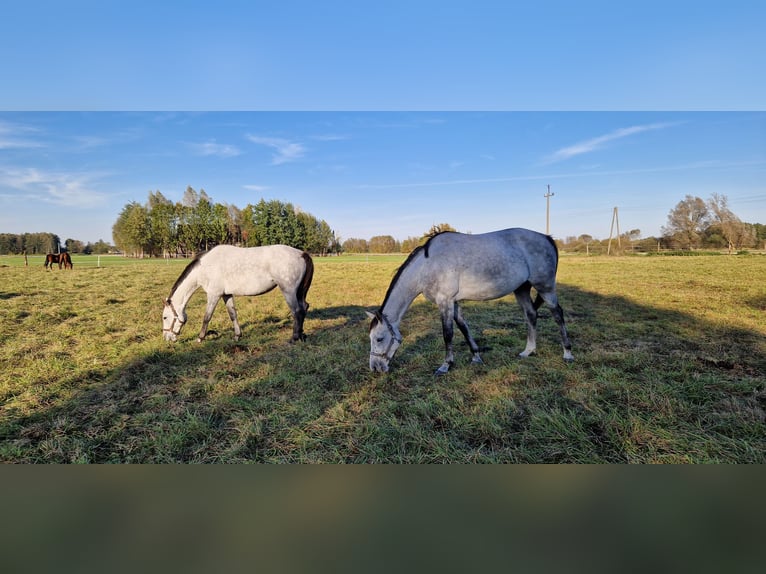 Demi-sang polonais Jument 6 Ans 163 cm Gris pommelé in Zwierzyn