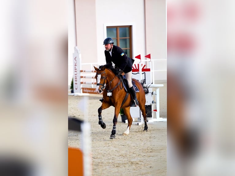 Demi-sang polonais Jument 6 Ans 164 cm Bai cerise in Wąwał