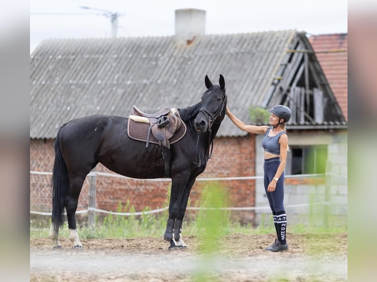 Demi-sang polonais Jument 6 Ans 164 cm Noir in Władysławów