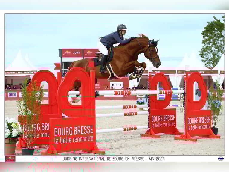 Demi-sang polonais Jument 6 Ans 165 cm Bai in Rybno Wielkie