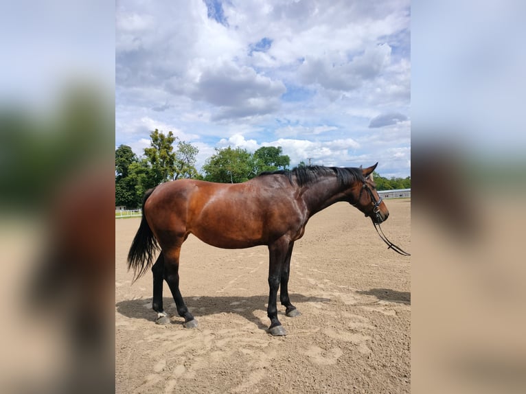 Demi-sang polonais Jument 6 Ans 167 cm Bai brun foncé in Malbork