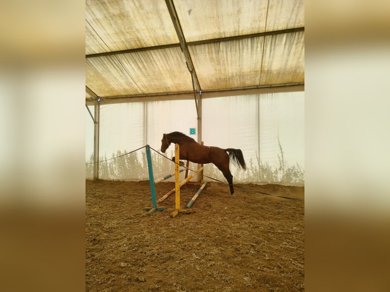 Demi-sang polonais Jument 6 Ans 167 cm Bai brun foncé in Malbork