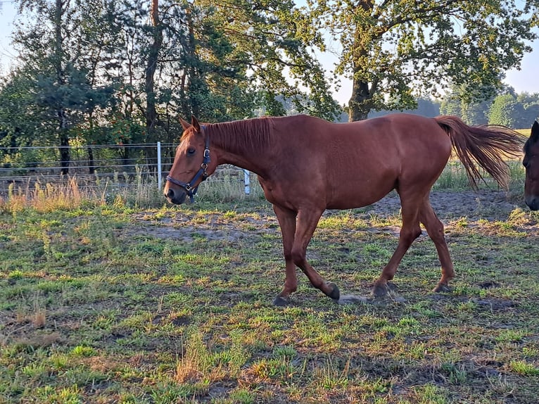 Demi-sang polonais Croisé Jument 6 Ans 168 cm Bai clair in Zgierz