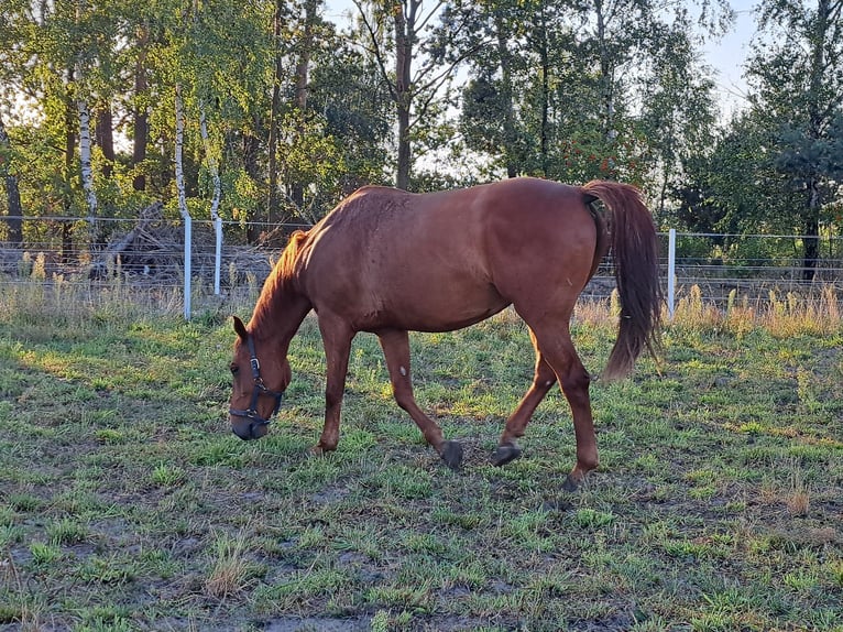 Demi-sang polonais Croisé Jument 6 Ans 168 cm Bai clair in Zgierz