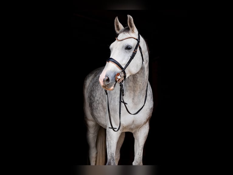 Demi-sang polonais Jument 6 Ans 168 cm Gris in Por&#x105;bka