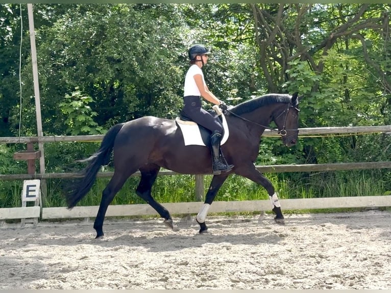 Demi-sang polonais Jument 6 Ans 168 cm Noir in Wałbrzych