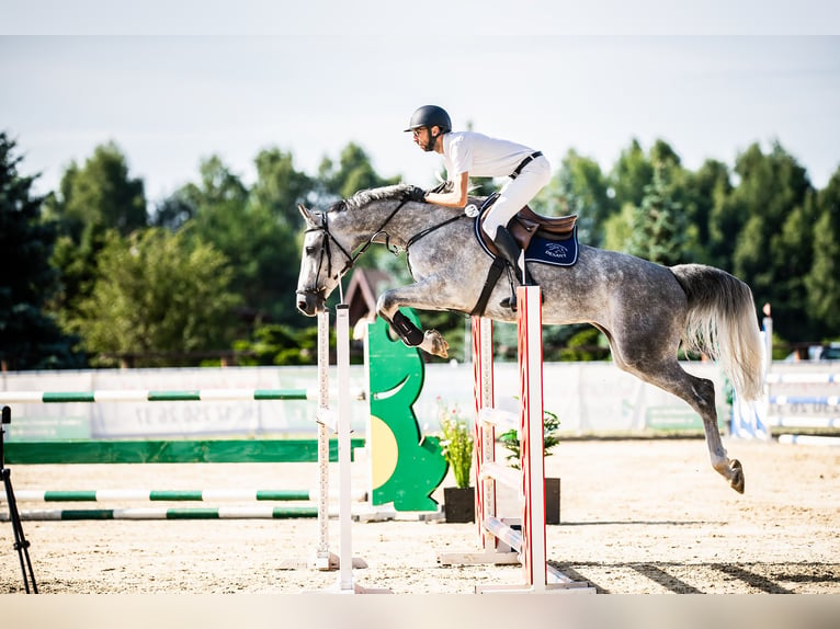 Demi-sang polonais Jument 6 Ans 170 cm Gris in Ochaby Wielkei