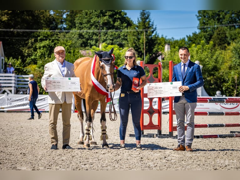 Demi-sang polonais Jument 6 Ans 175 cm Bai cerise in G&#x142;owno