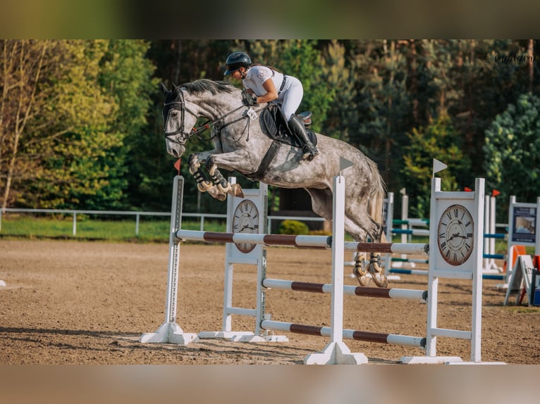 Demi-sang polonais Jument 6 Ans 175 cm Gris pommelé in Che&#x142;m&#x17C;a