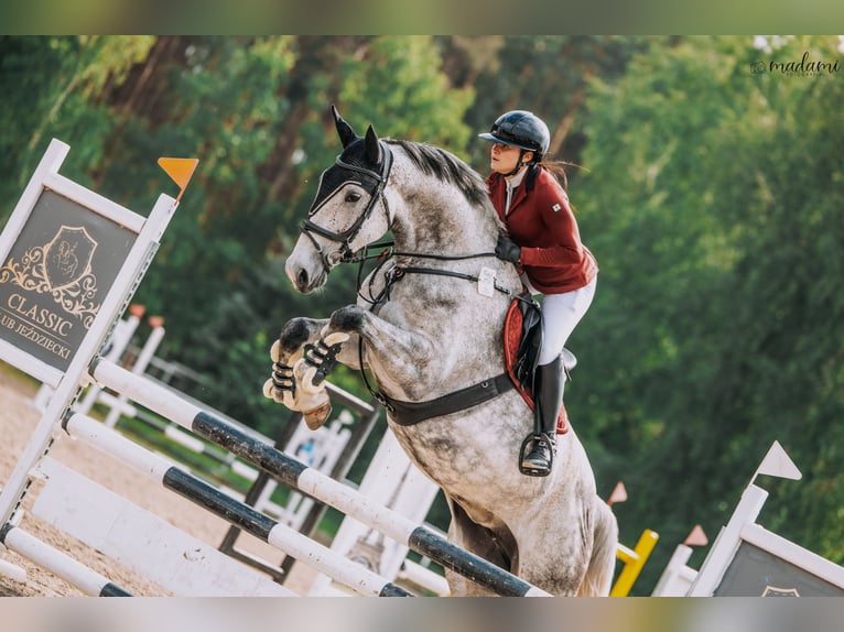 Demi-sang polonais Jument 6 Ans 175 cm Gris pommelé in Che&#x142;m&#x17C;a