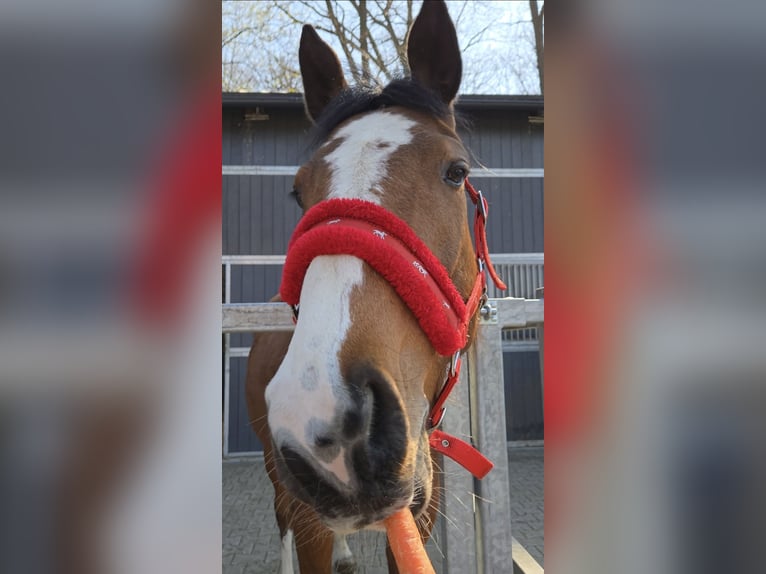 Demi-sang polonais Jument 6 Ans Bai cerise in Poznań