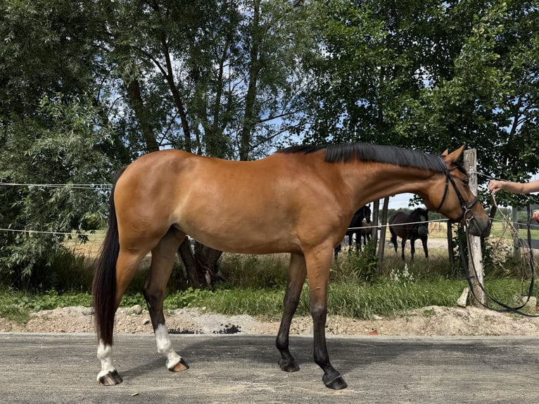 Demi-sang polonais Jument 6 Ans Bai cerise in Deszczno