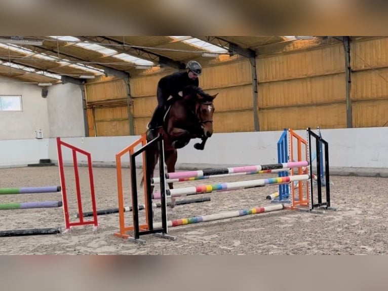 Demi-sang polonais Jument 6 Ans Bai cerise in Deszczno