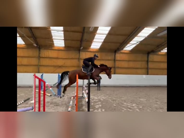 Demi-sang polonais Jument 6 Ans Bai cerise in Deszczno