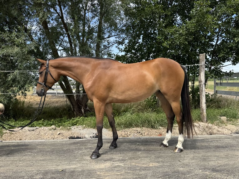 Demi-sang polonais Jument 6 Ans Bai cerise in Deszczno