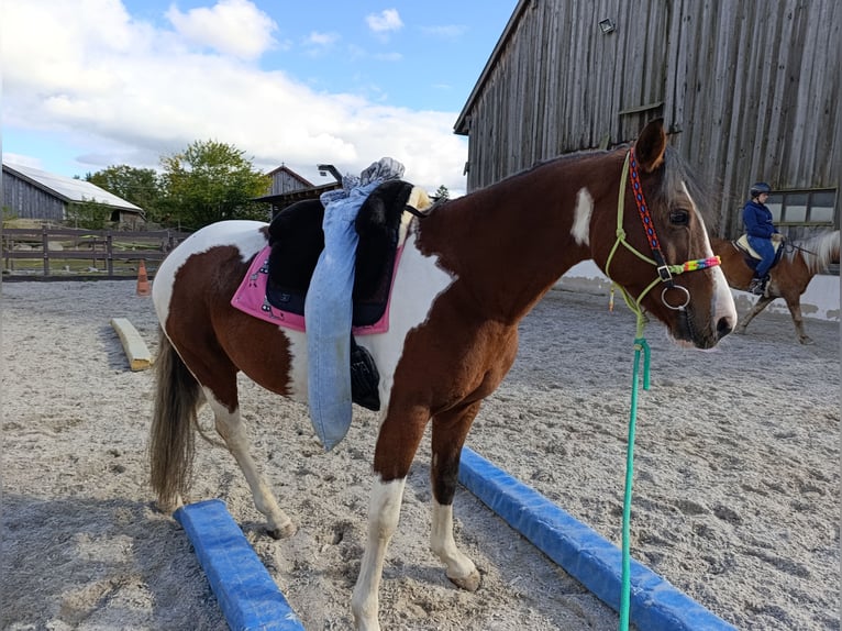Demi-sang polonais Croisé Jument 7 Ans 149 cm Tobiano-toutes couleurs in Nittenau