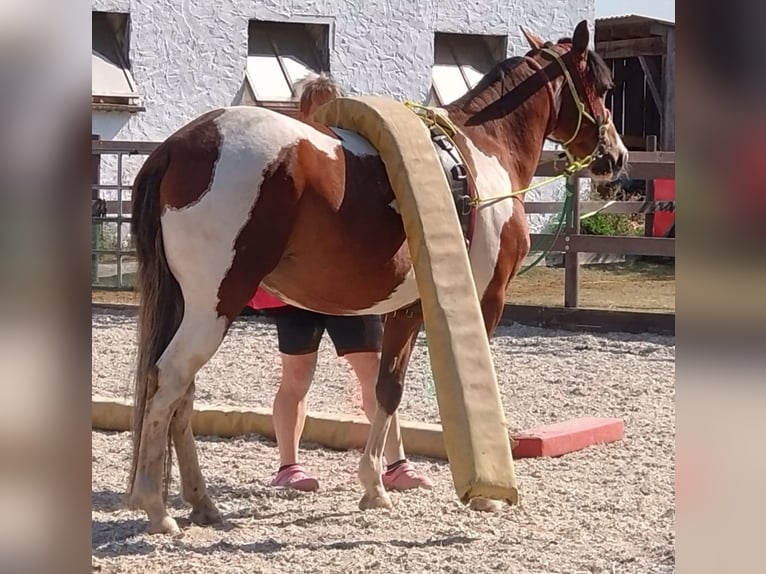 Demi-sang polonais Croisé Jument 7 Ans 149 cm Tobiano-toutes couleurs in Nittenau