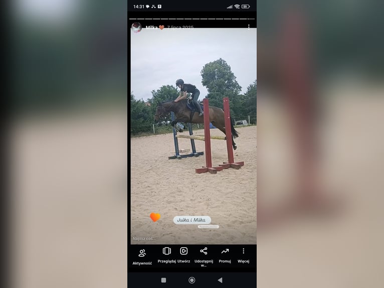 Demi-sang polonais Jument 7 Ans 152 cm Bai in Zbychowo