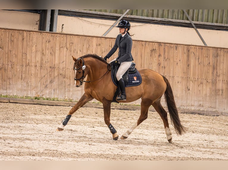 Demi-sang polonais Jument 7 Ans 164 cm Alezan brûlé in Kłaczyna