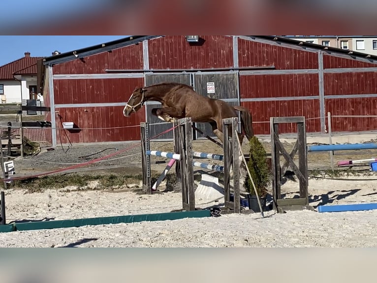 Demi-sang polonais Jument 7 Ans 164 cm Alezan brûlé in Kłaczyna