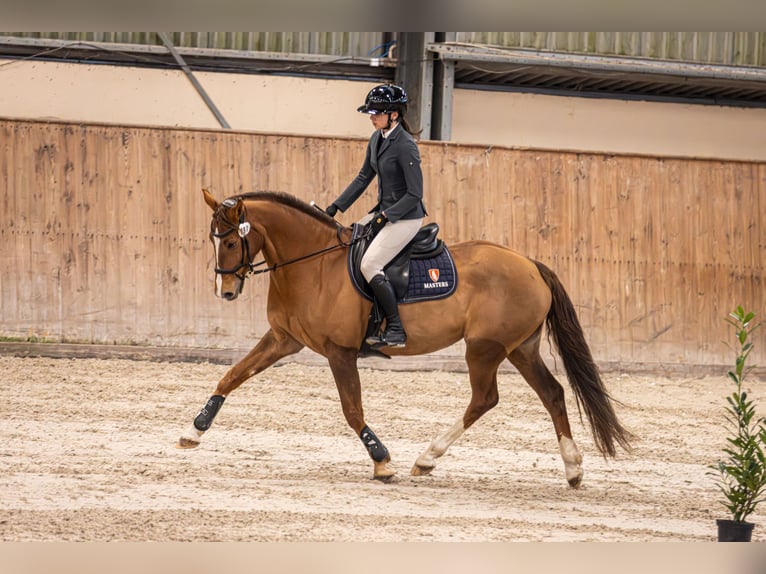 Demi-sang polonais Jument 7 Ans 164 cm Alezan brûlé in Kłaczyna