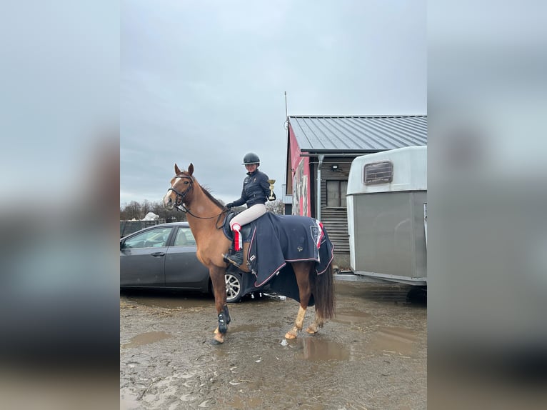 Demi-sang polonais Jument 7 Ans 164 cm Alezan brûlé in Kłaczyna