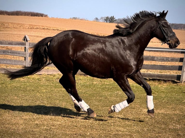 Demi-sang polonais Jument 7 Ans 164 cm Noir in Miłakowo