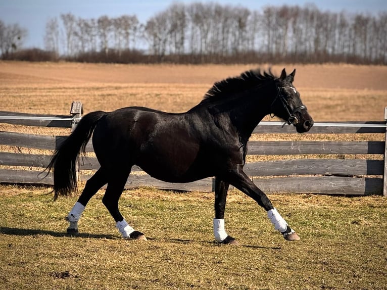 Demi-sang polonais Jument 7 Ans 164 cm Noir in Miłakowo