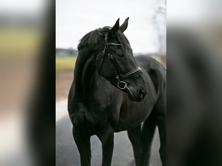 Demi-sang polonais Jument 7 Ans 164 cm Noir in Budzyń