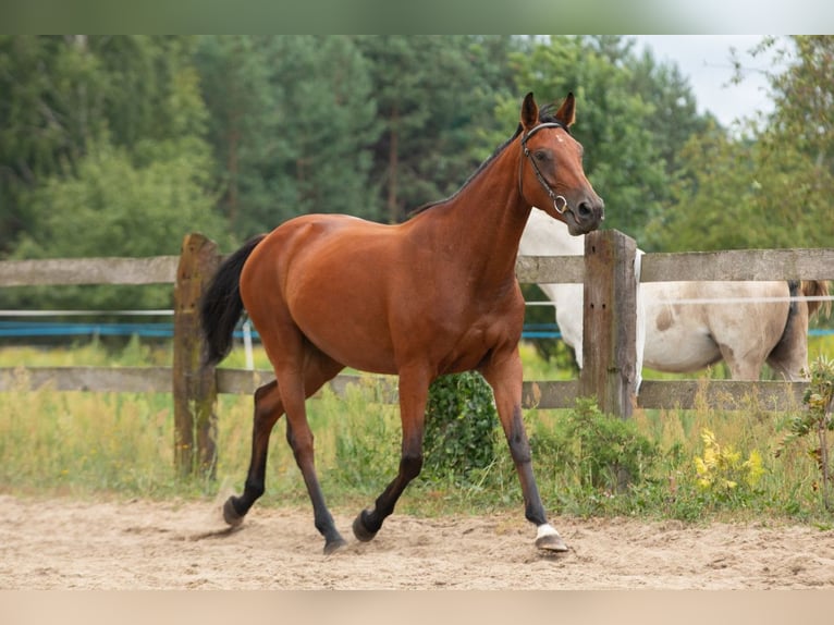 Demi-sang polonais Jument 7 Ans 166 cm Bai cerise in Nowy Dzikowiec