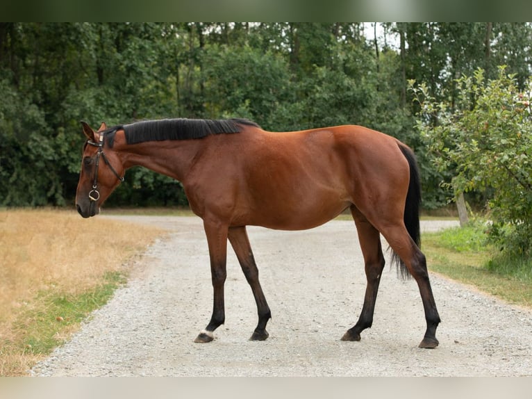 Demi-sang polonais Jument 7 Ans 166 cm Bai cerise in Nowy Dzikowiec