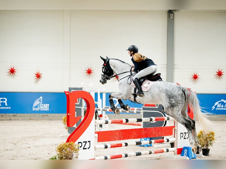 Demi-sang polonais Jument 7 Ans 173 cm Gris in Chełmża