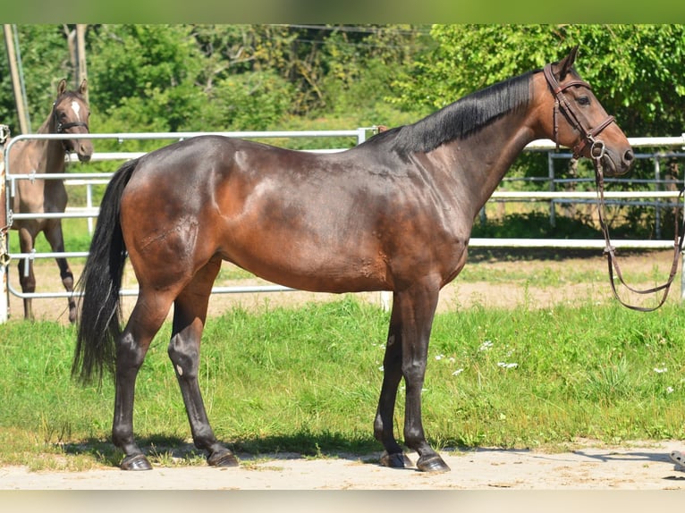 Demi-sang polonais Jument 8 Ans 160 cm Bai cerise in Iwno