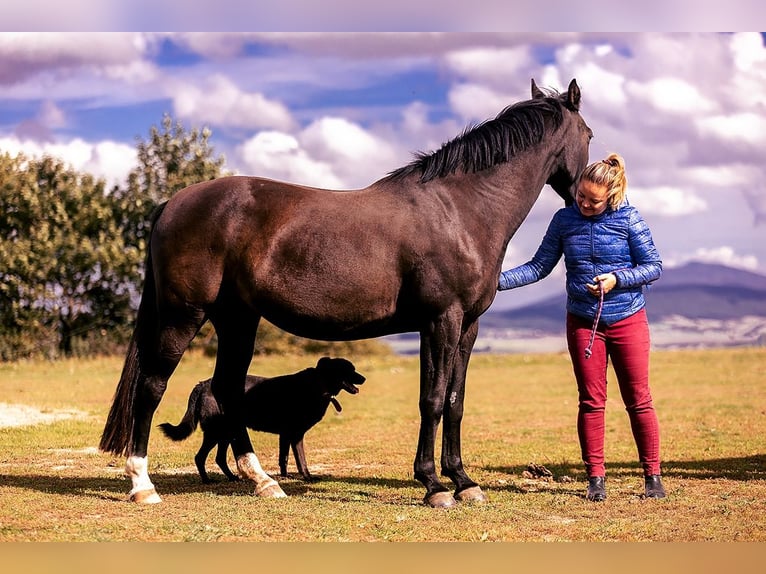 Demi-sang polonais Jument 8 Ans 161 cm Noir in Lutomia Górna