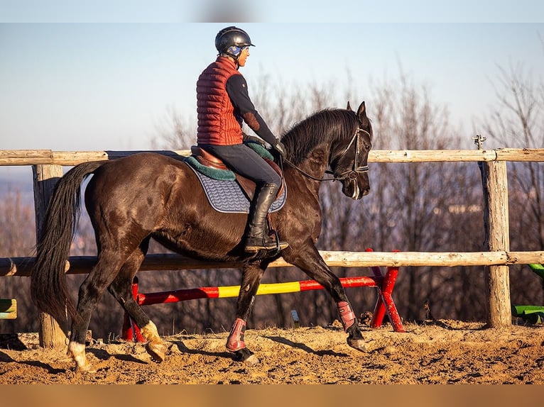Demi-sang polonais Jument 8 Ans 162 cm Noir in Lutomia Górna