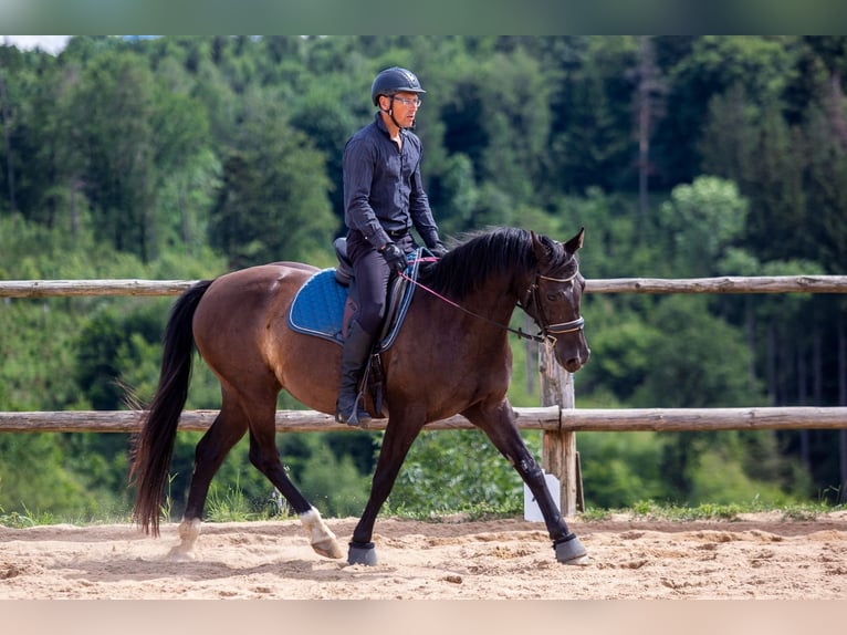 Demi-sang polonais Jument 8 Ans 162 cm Noir in Lutomia Górna