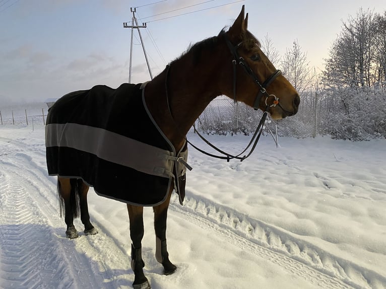 Demi-sang polonais Jument 8 Ans 163 cm Bai in Biskupiec