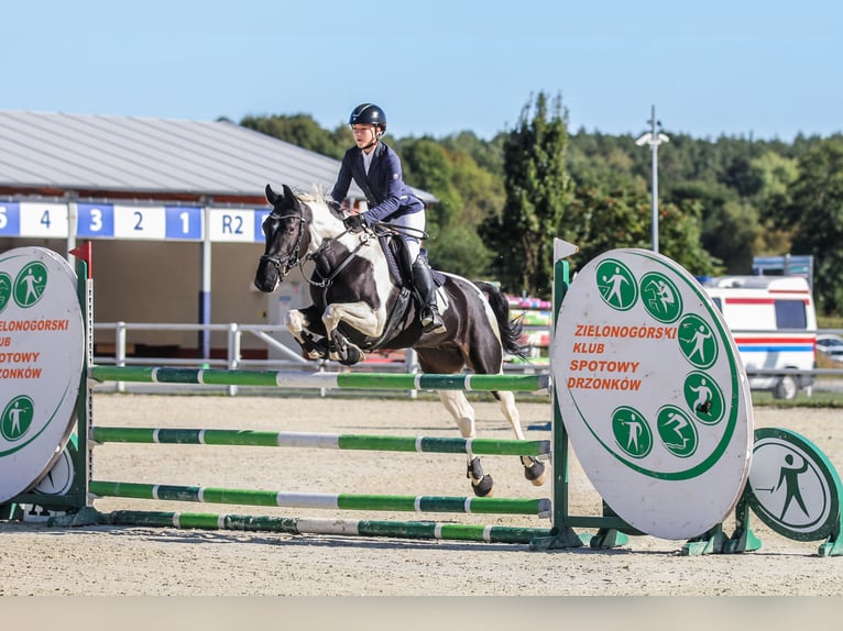 Demi-sang polonais Jument 8 Ans 164 cm Pinto in Słupca