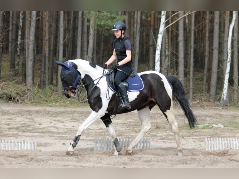 Demi-sang polonais Jument 8 Ans 164 cm Pinto in Słupca