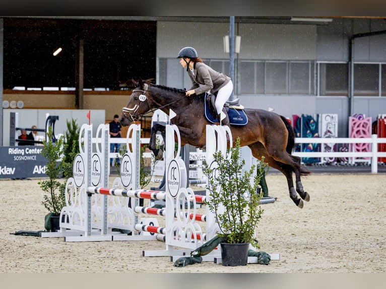 Demi-sang polonais Jument 8 Ans 165 cm Bai brun foncé in Nowa Wieś