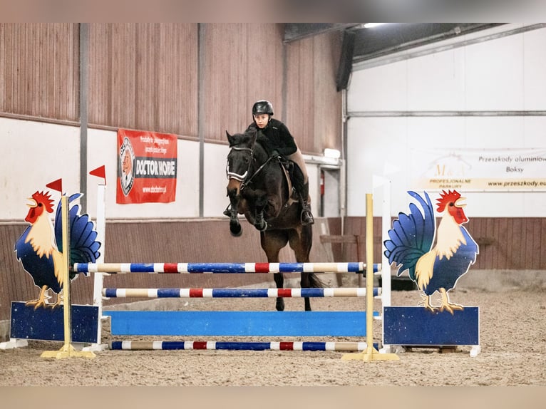 Demi-sang polonais Jument 8 Ans 165 cm Bai brun foncé in Nowa Wieś