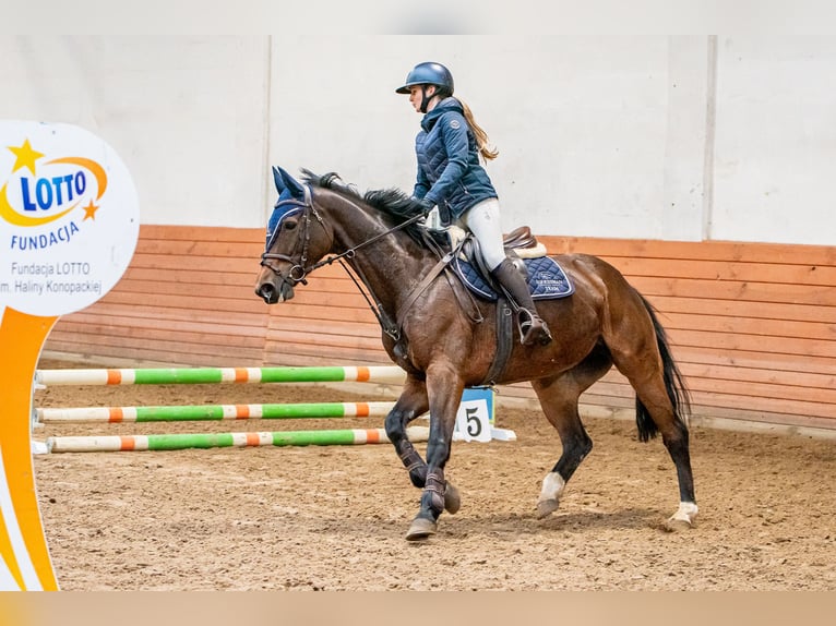 Demi-sang polonais Jument 8 Ans 167 cm Bai brun in Chojnów