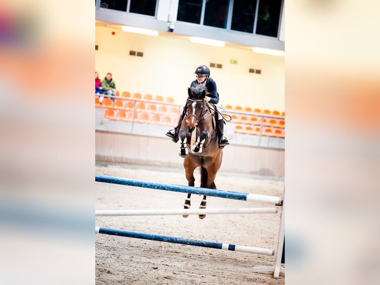 Demi-sang polonais Jument 8 Ans 168 cm Bai in Wilcze Tułowskie