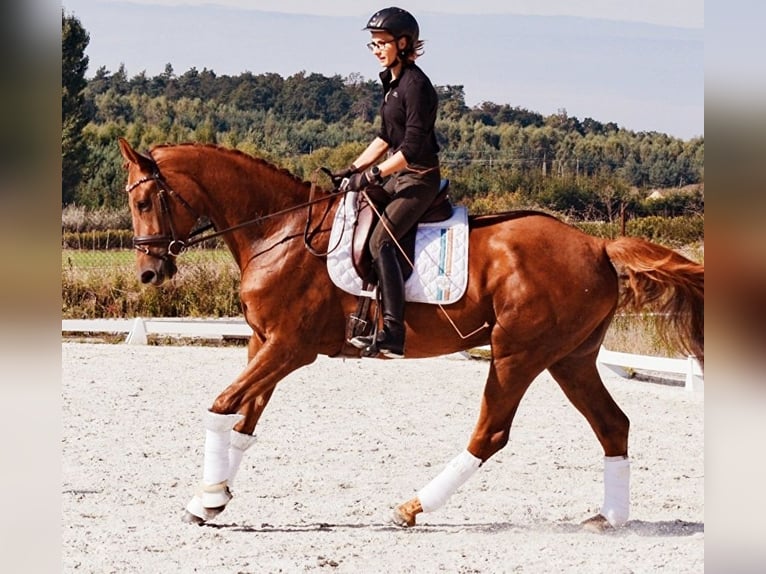 Demi-sang polonais Jument 8 Ans 170 cm Alezan brûlé in Trzebnica