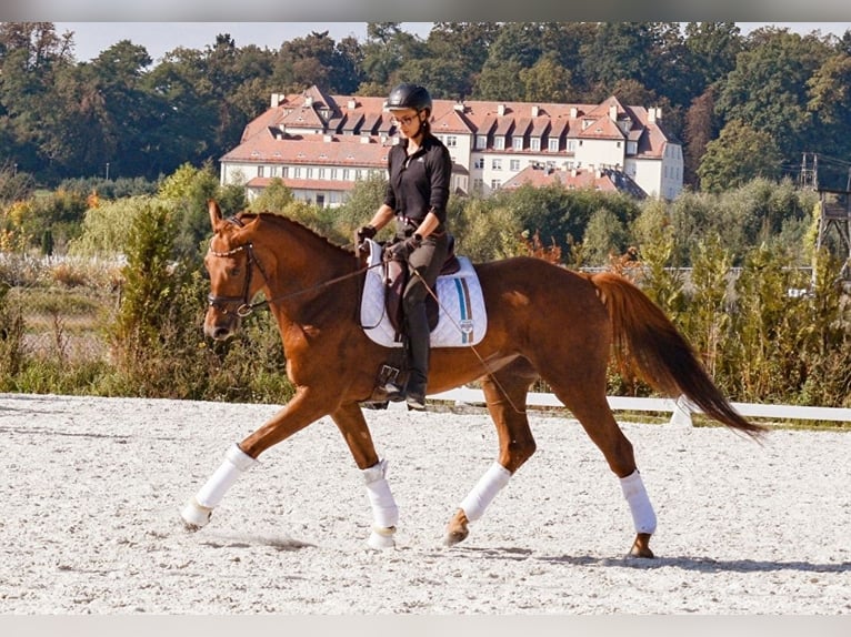 Demi-sang polonais Jument 8 Ans 170 cm Alezan brûlé in Trzebnica