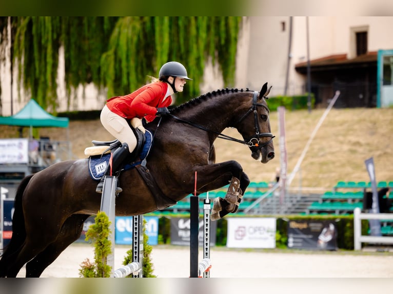 Demi-sang polonais Jument 8 Ans 170 cm Noir in Micha&#x142;owice